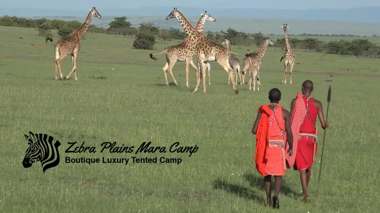 Zebra Plains Mara Camp Bush Walks | African Safari Experience