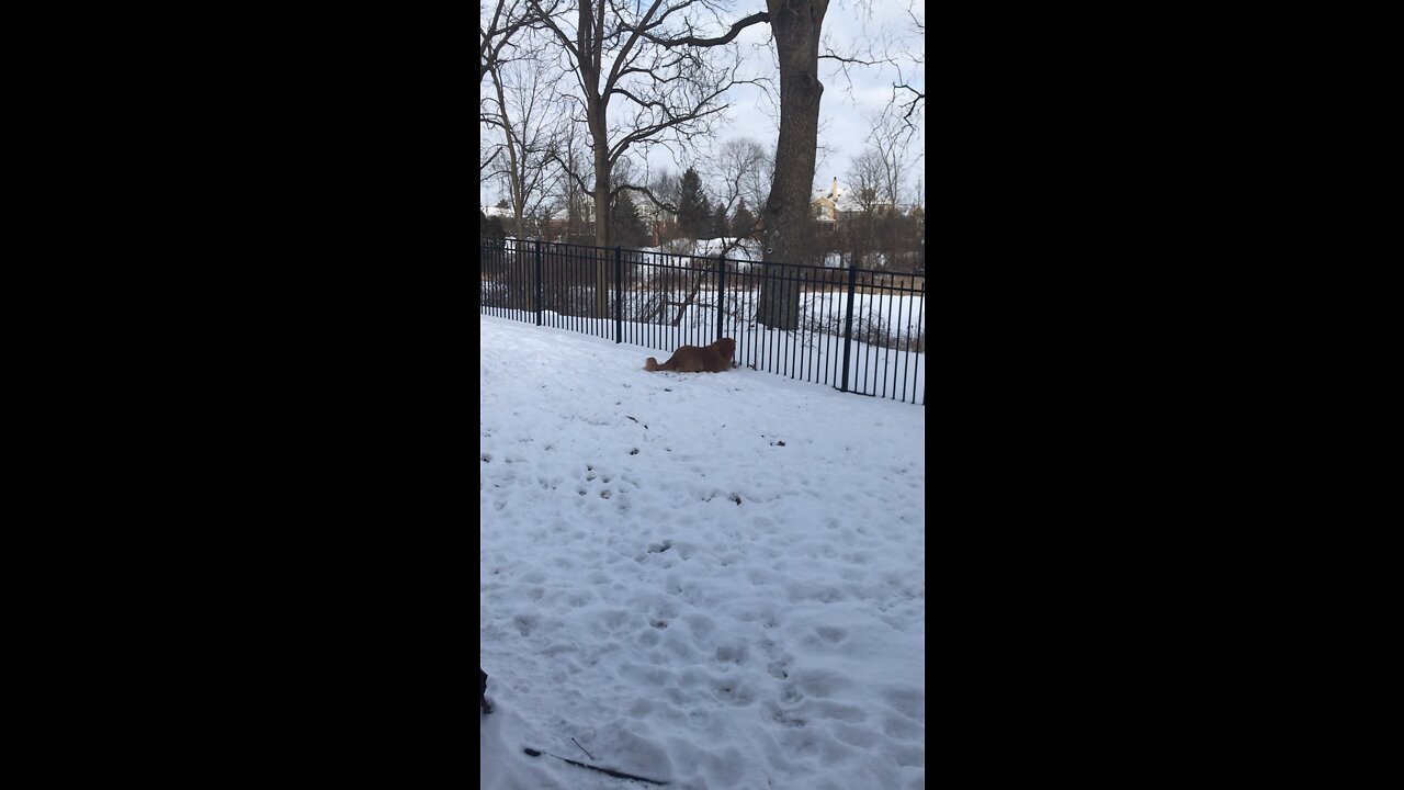 Dogs in snow