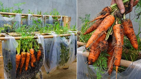 Why does growing carrots in a plastic bag give a lot of tubers? here is the answer