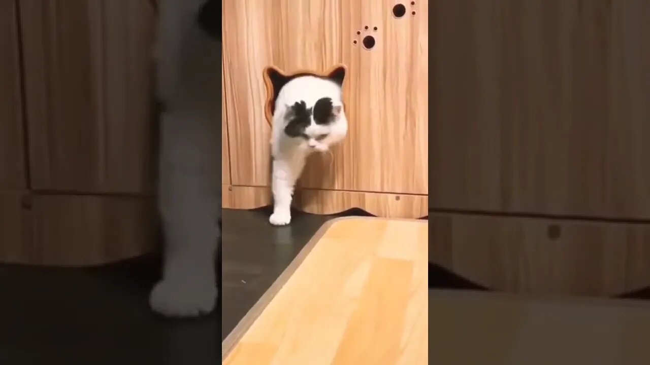 Cat Videos #funny #shorts #reels #cat