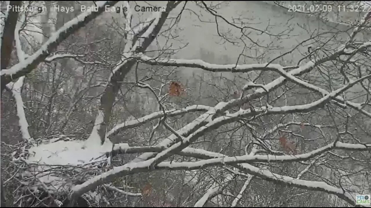 Hays Nest Eagles both fly off on a snowy day 2021 02 09 11:32AM