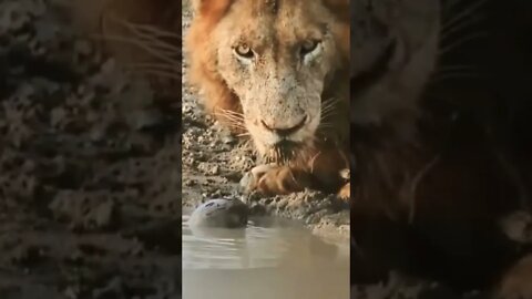 Lion ignore Tortoise 🤣💖