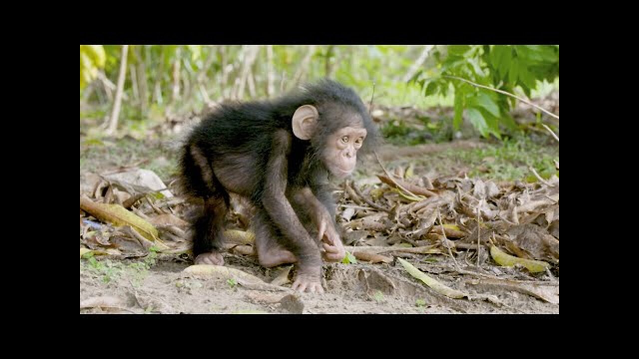 NASA Joins Jane Goodall To Conserve Chimpanzee Habitats