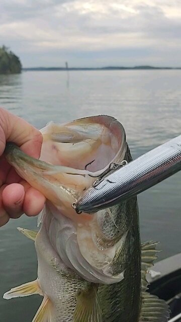 Largemouth on topwater