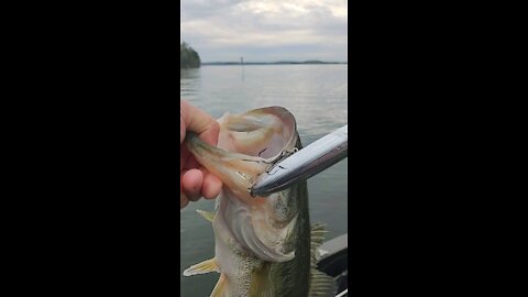 Largemouth on topwater