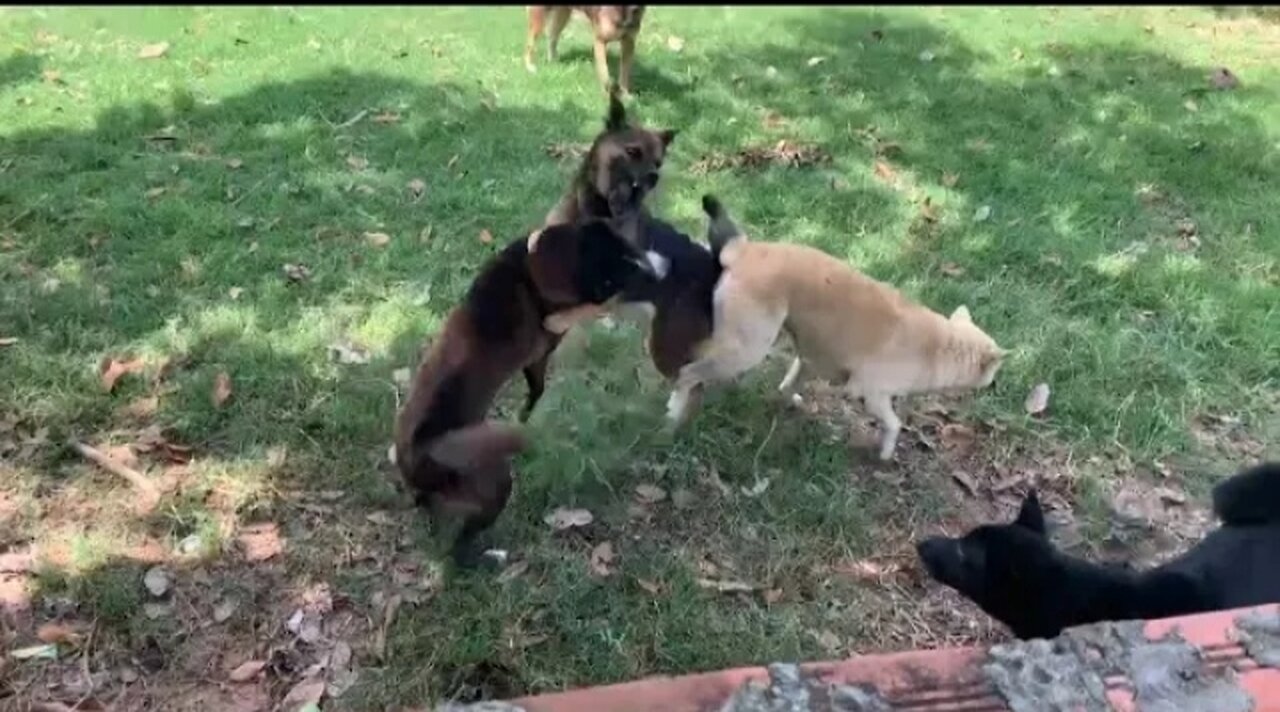 #dog #funny OMG! funny dog play and fight in farm make angry and fight with sick dog new 2023