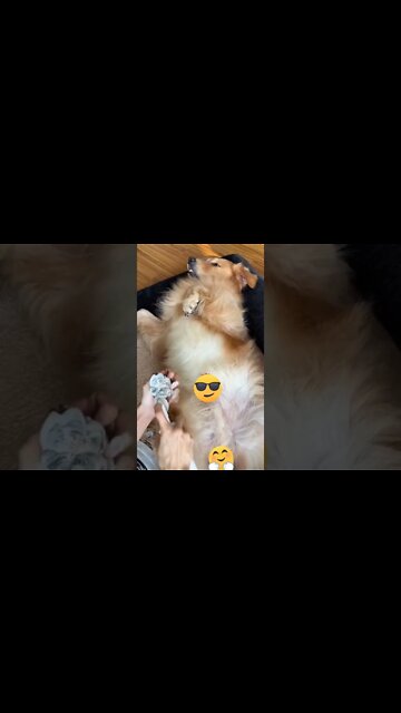 1Min Animal World #dogs #cats #pet