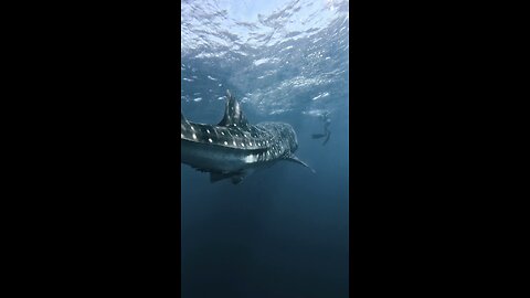 westerner the biggest fish in the sea- the whale shark.