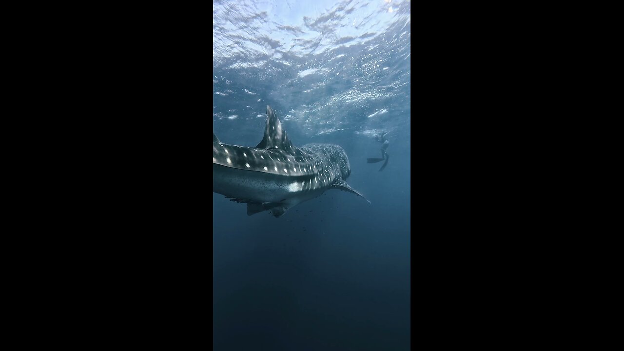westerner the biggest fish in the sea- the whale shark.