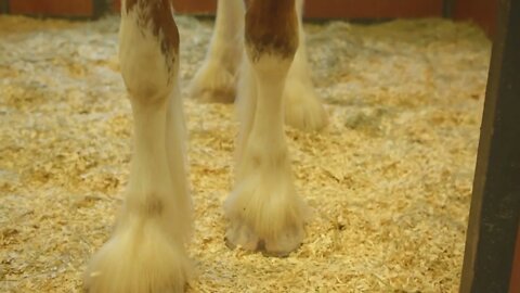 Large Clydesdale in Barn, Closeup of Hooves