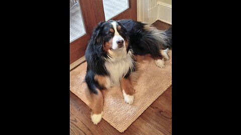 Review Soggy Doggy Crate Mate Dog Bed, Microfiber Chenille Dog Mats, Comfy Dog Mats for Sleepin...