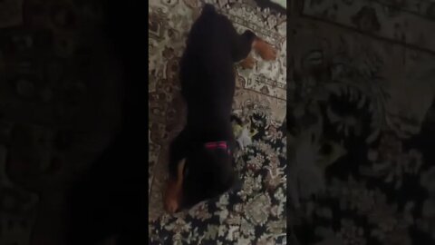 Rottweiler Baby - Lil' Faye