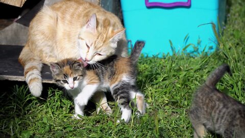 Adorable Kitten With Mother
