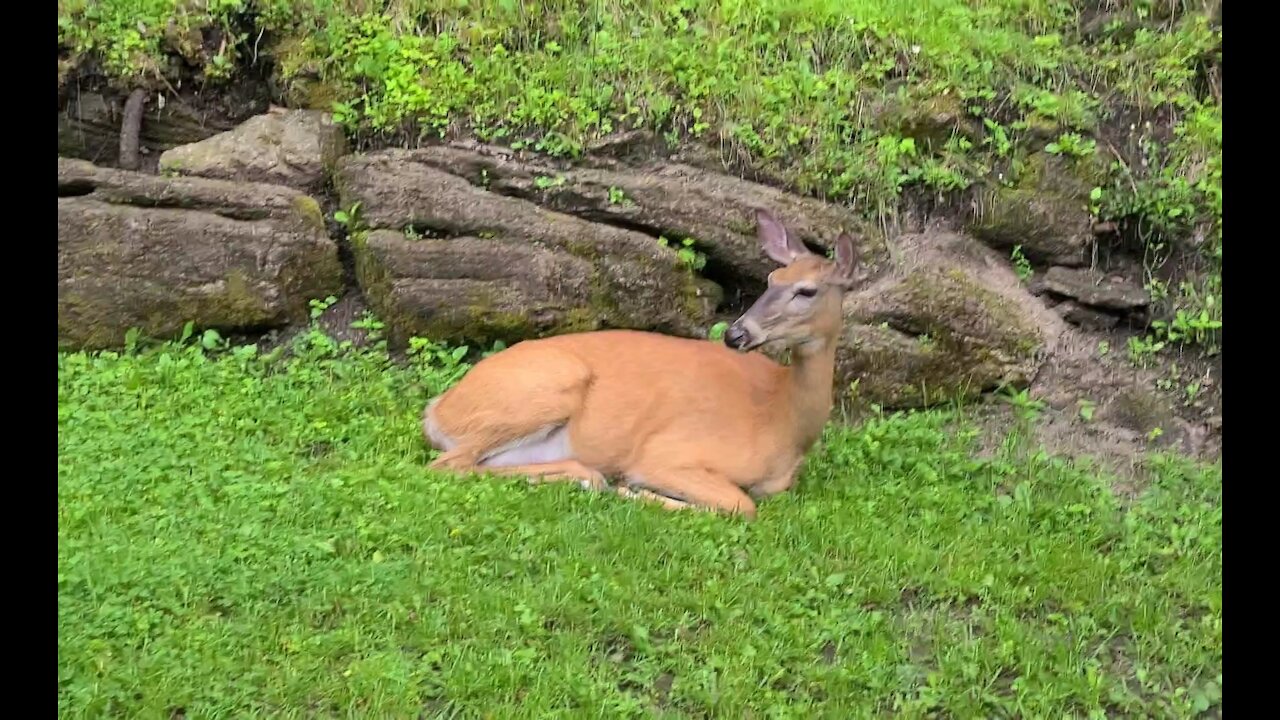 Mother deer becomes regular visitor in this backyard