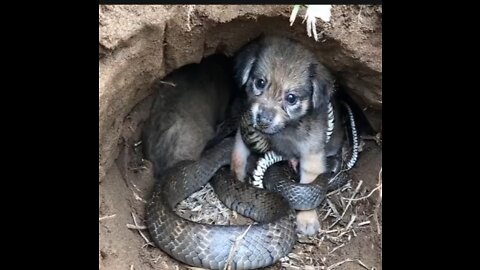 Save pappyv for king cobra dog rescue so cute dog