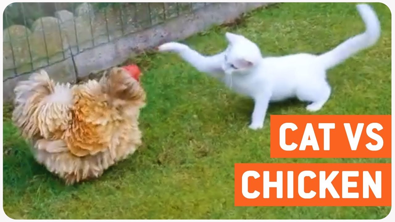 Cat vs Chicken: Watch What Happens Next and Get 2023#USA