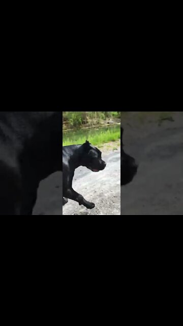 Cane Corso Puppy Recall 😀 #canecorso #shorts