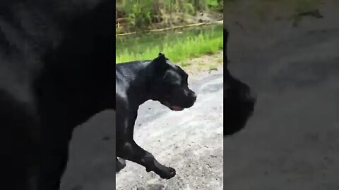 Cane Corso Puppy Recall 😀 #canecorso #shorts