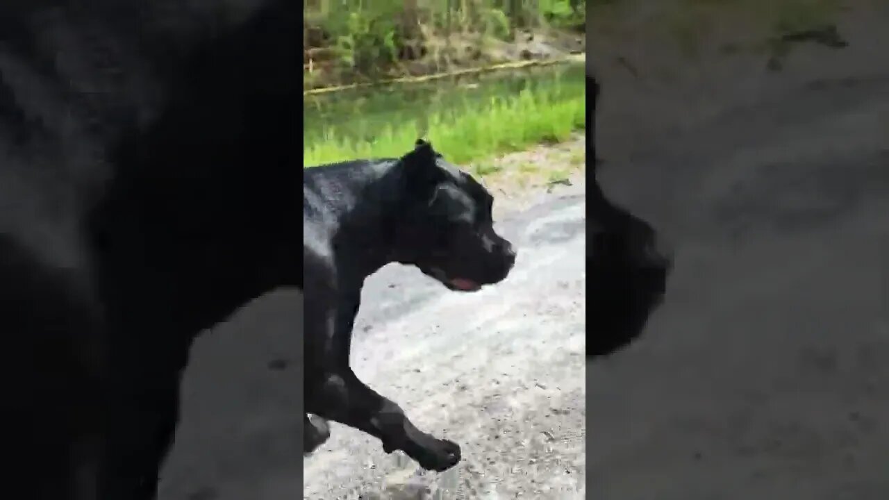 Cane Corso Puppy Recall 😀 #canecorso #shorts