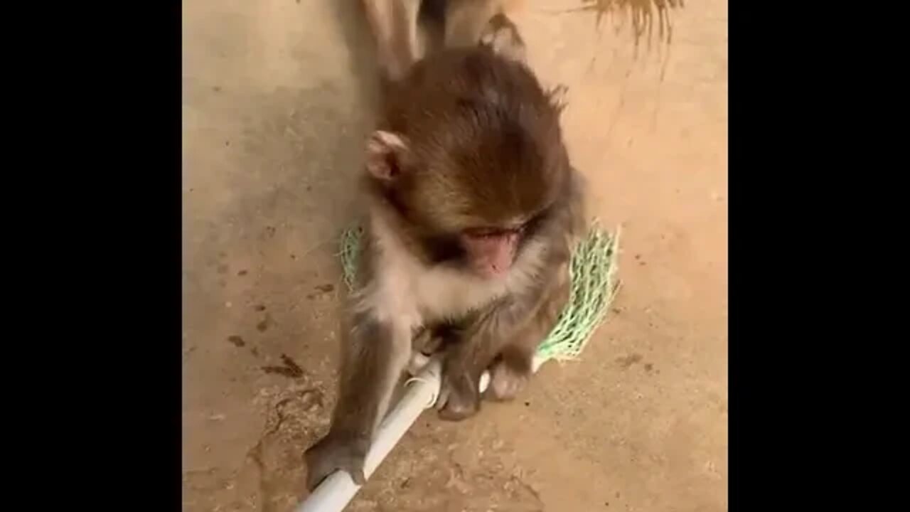 Monkey Unlocks New Transportation