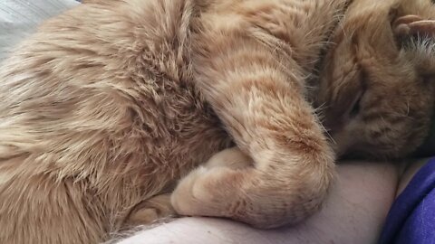 Ritz the Cat sleeping on my arm