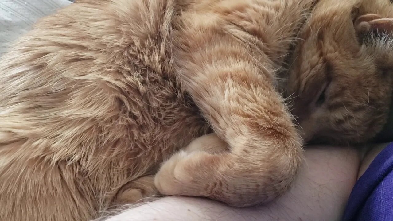 Ritz the Cat sleeping on my arm