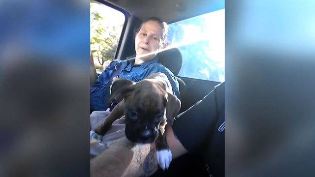 Puppy Whines To Sit In Dad's Lap