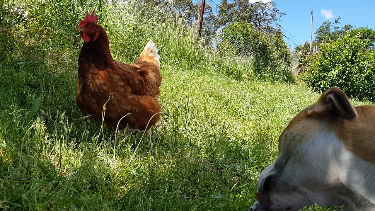 Ginger the chook eyes Buddy's Bone