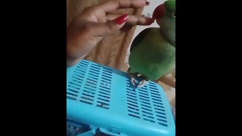 Lovely Parrot