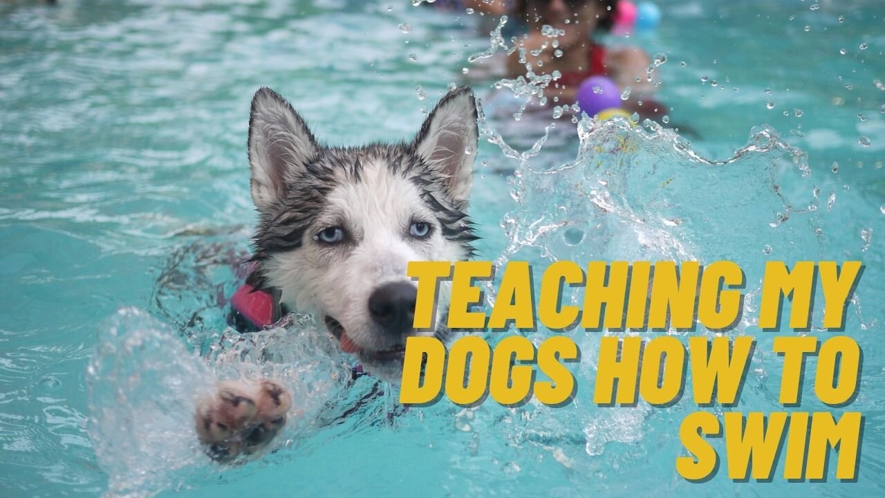 Teaching My Dogs How To Swim