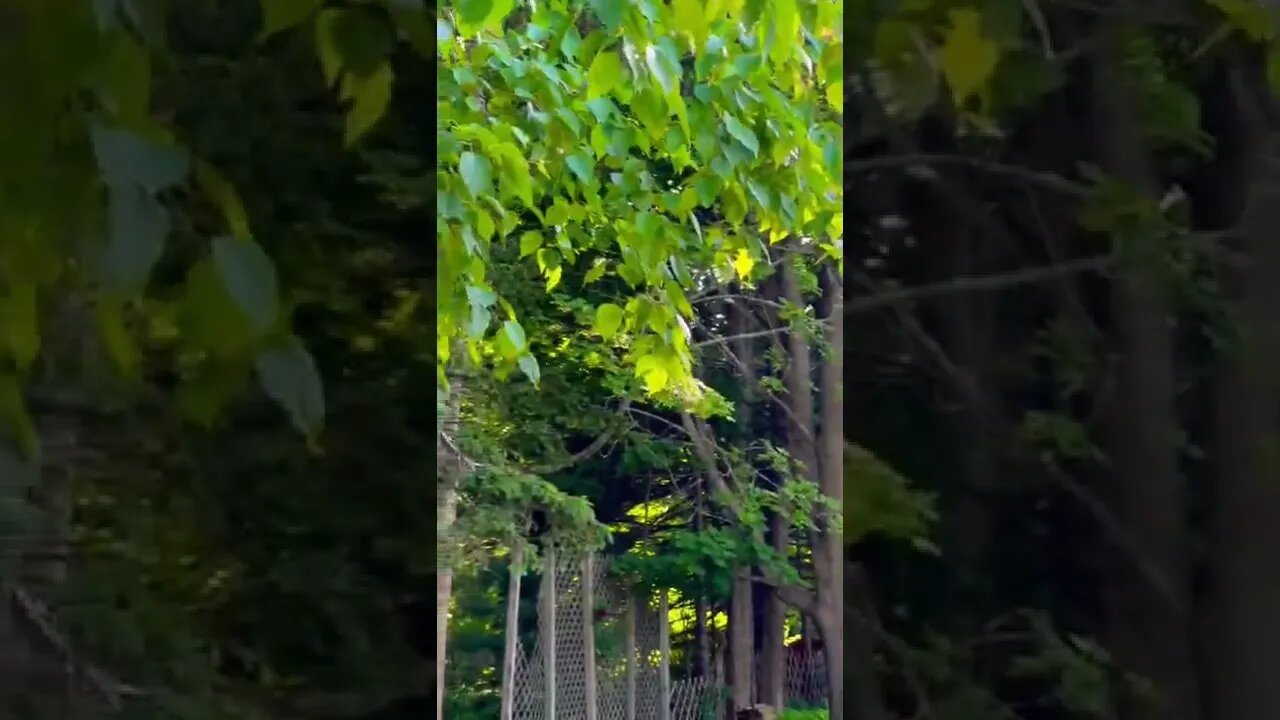 Bird flying away from bath