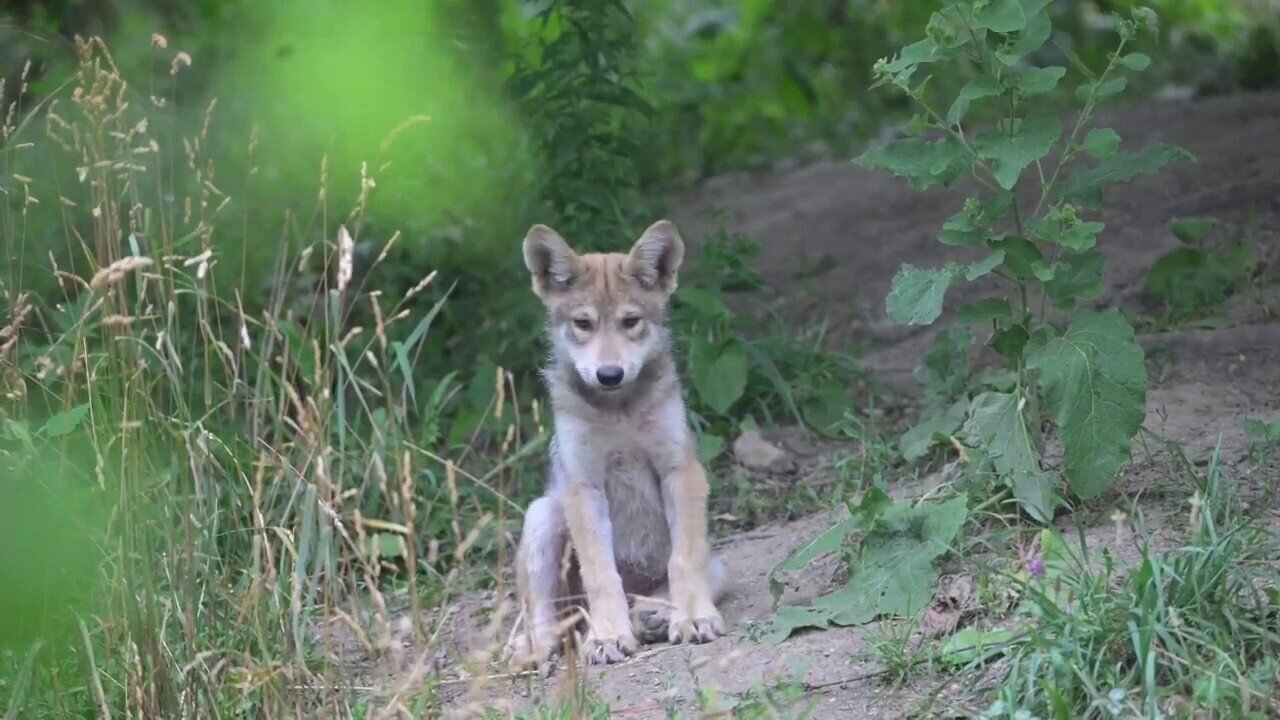 Rare Mexican Wolf Pup Gets Her Official Name After The Public Votes