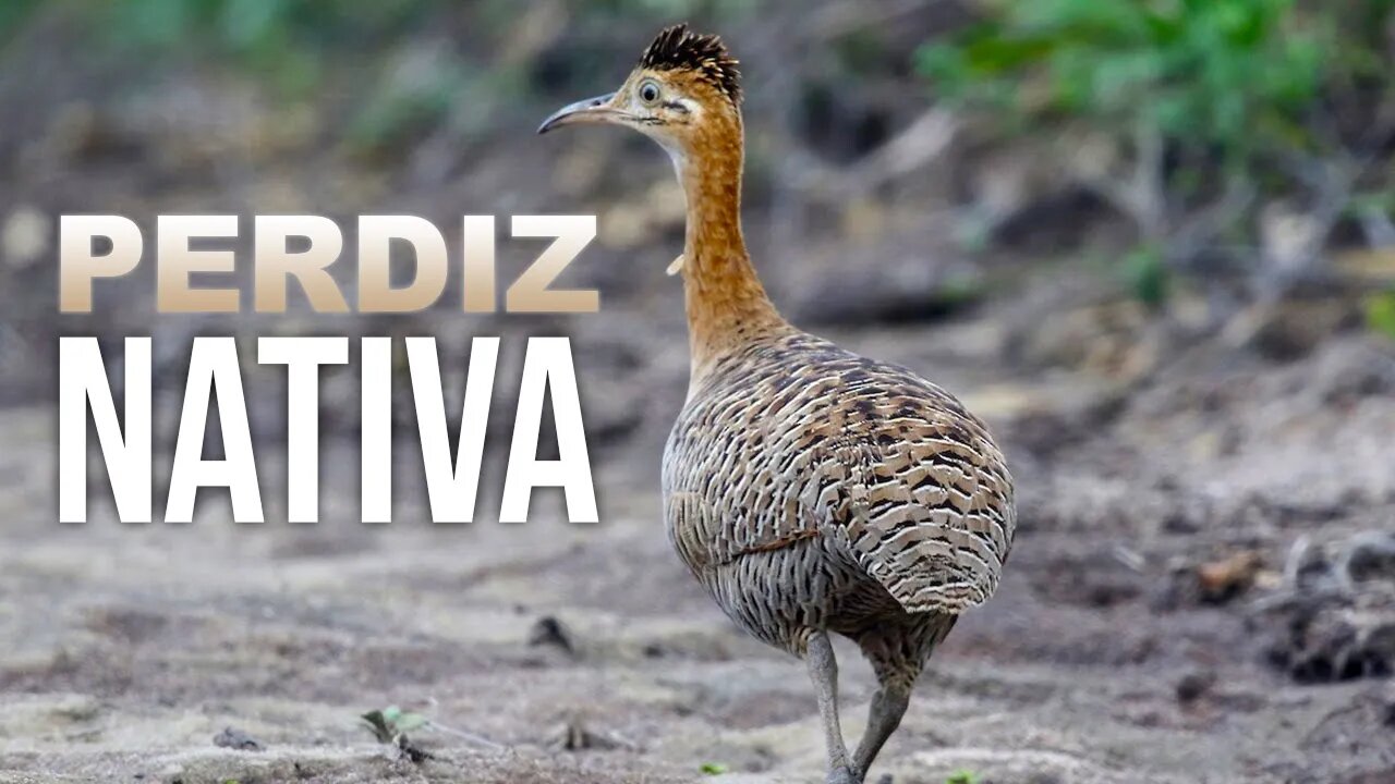 PERDIZ NATIVA - Perdiz Brasileira - Red Winged Tinamou