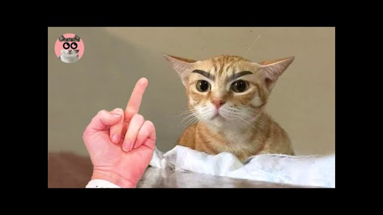 OMG So Cute Funniest Cats Dogs And Other Animals#2