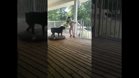 Rottweiler Chasing Panda#Shorts #rottweiler😍💖💜💛