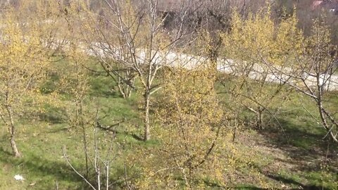 Just before germination 250 Cornelian Cherry (Cornus mas) trees in bloom (P7)