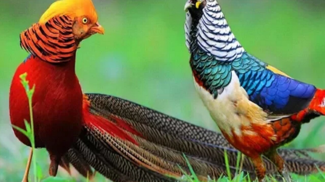 Beautiful Golden Pheasants And Wading Birds