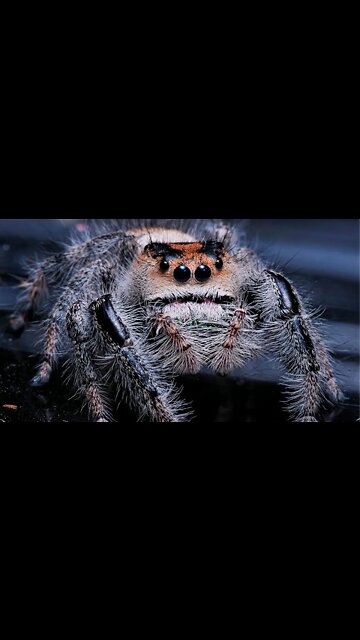 Regal Jumping Spiders - Phidippus regius #shorts