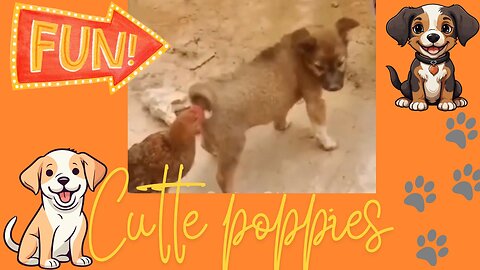 Funniest Animals in the World 2024😹 Try not to Laugh 😂 Funny Videos 😻🐶 | Part 24 😁Funniest and Cutest Pets You Ever Seen! 🐾😂😍