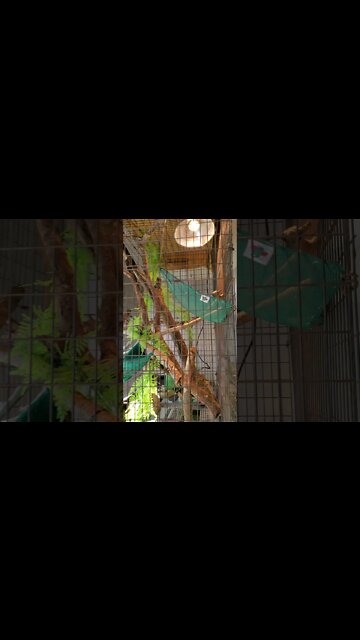 Reptilian Lizard Man