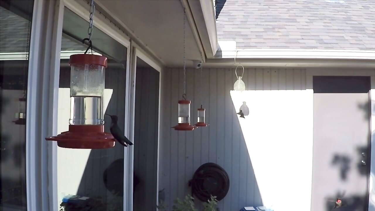 Hummingbird Migration September 8th 2023