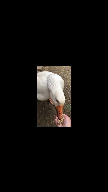 Edwin the attack goose eating from owner’s hand