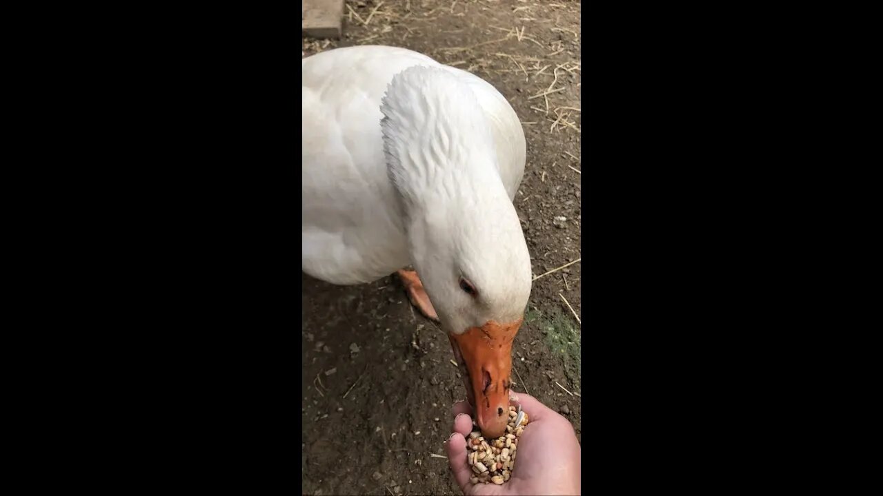 Edwin the attack goose eating from owner’s hand
