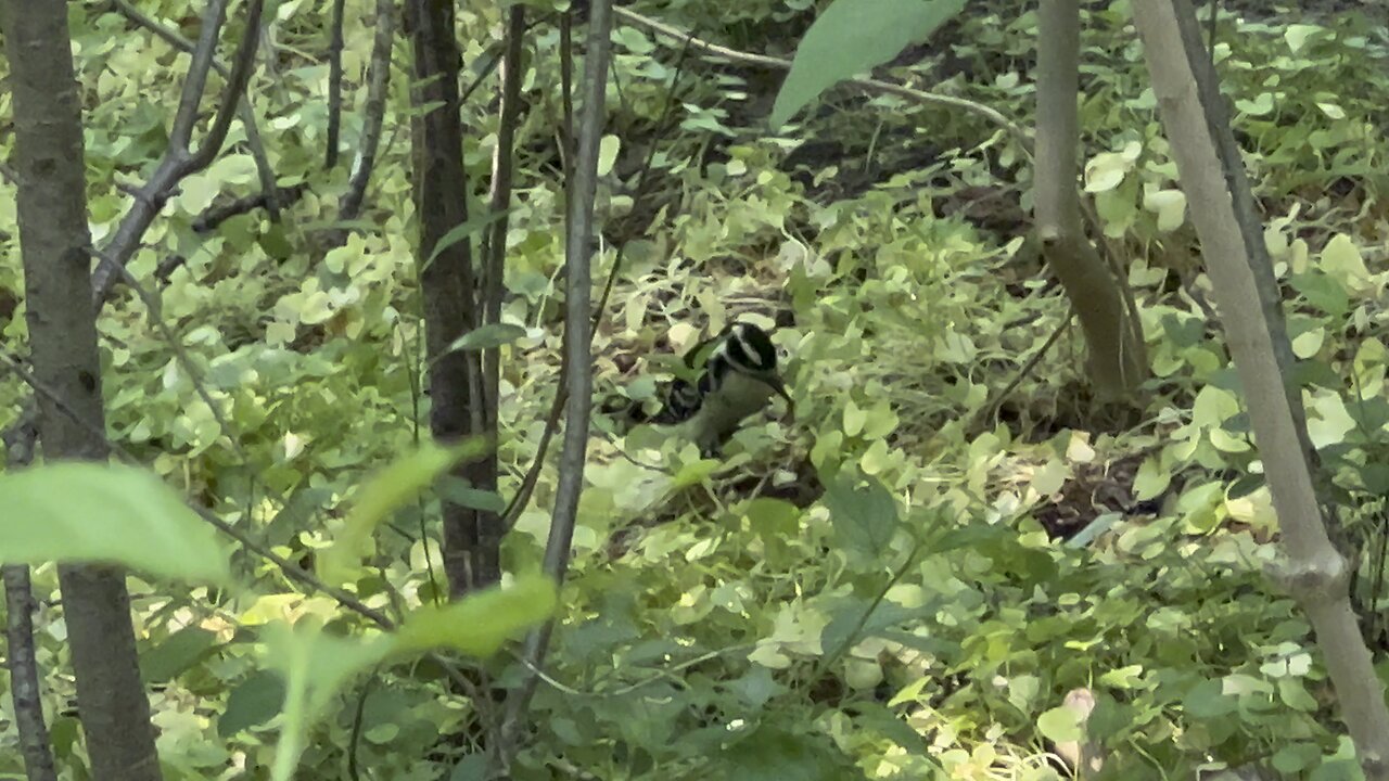 Hairy Wood Pecker digging