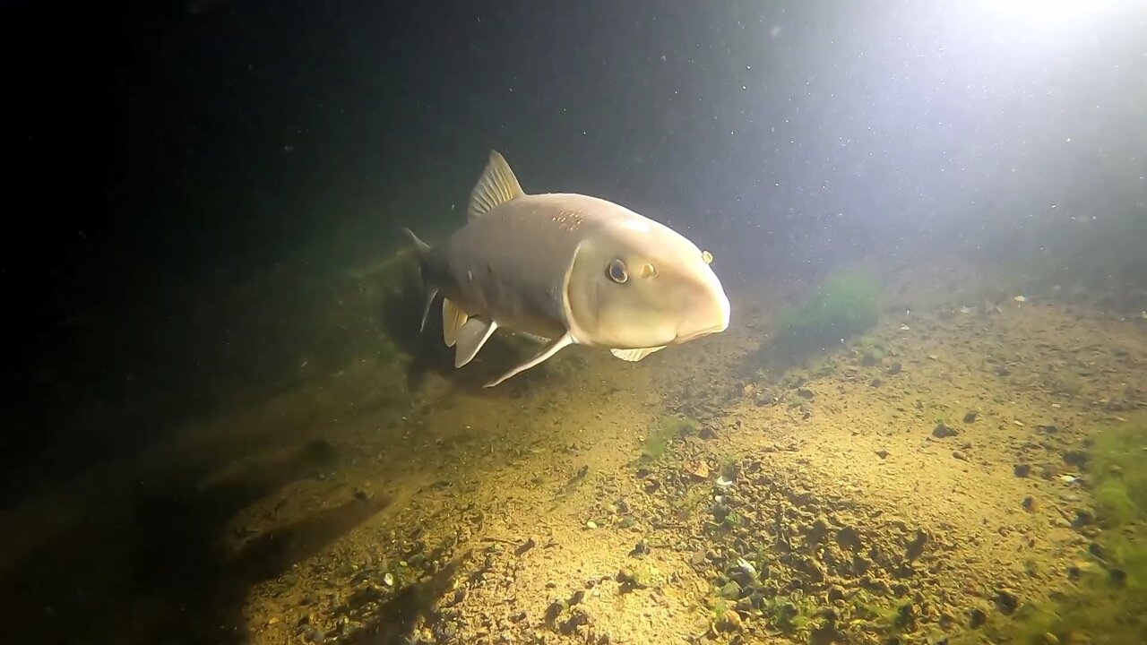 EERIE SHIPWRECK NIGHT DIVE 🌡️