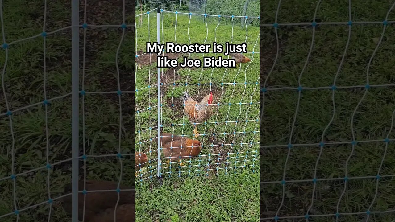 My Rooster is just like Joe Biden #shorts