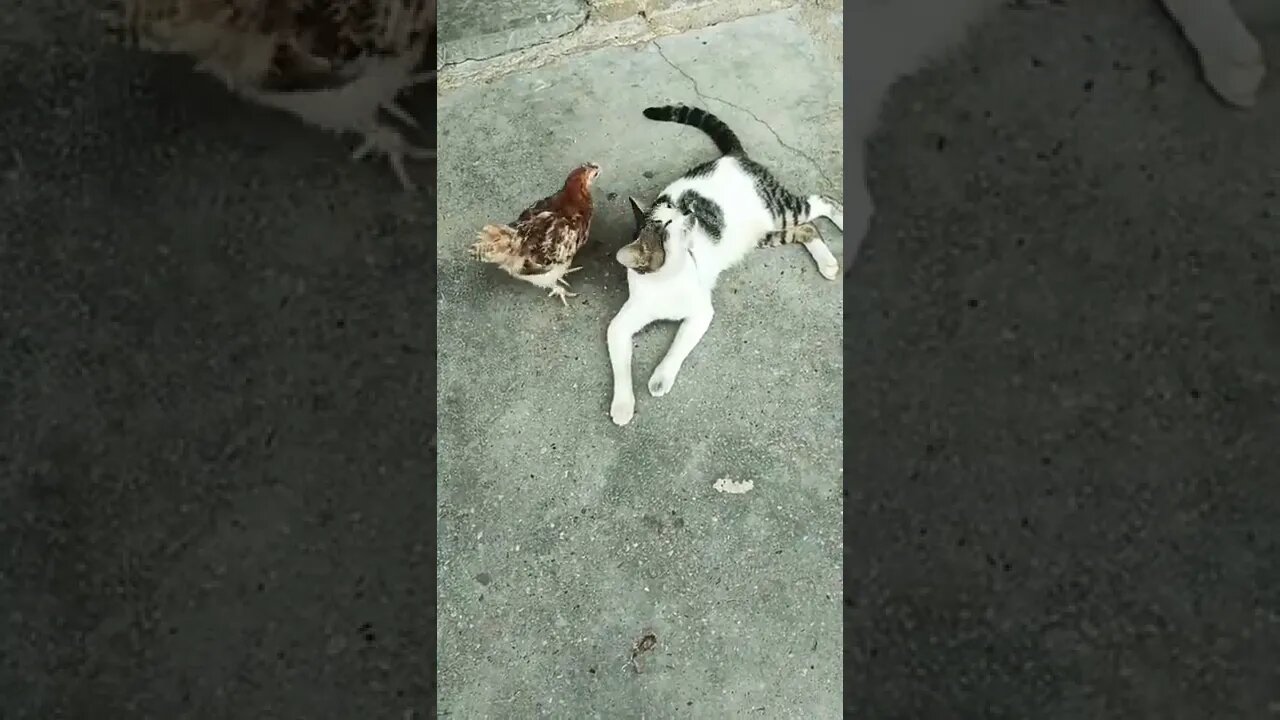 Cat Fun Video #shorts #cat #funny