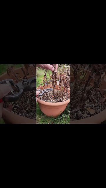 🪴Pruning Tip for Potted Mums This Spring ✂️ #shorts