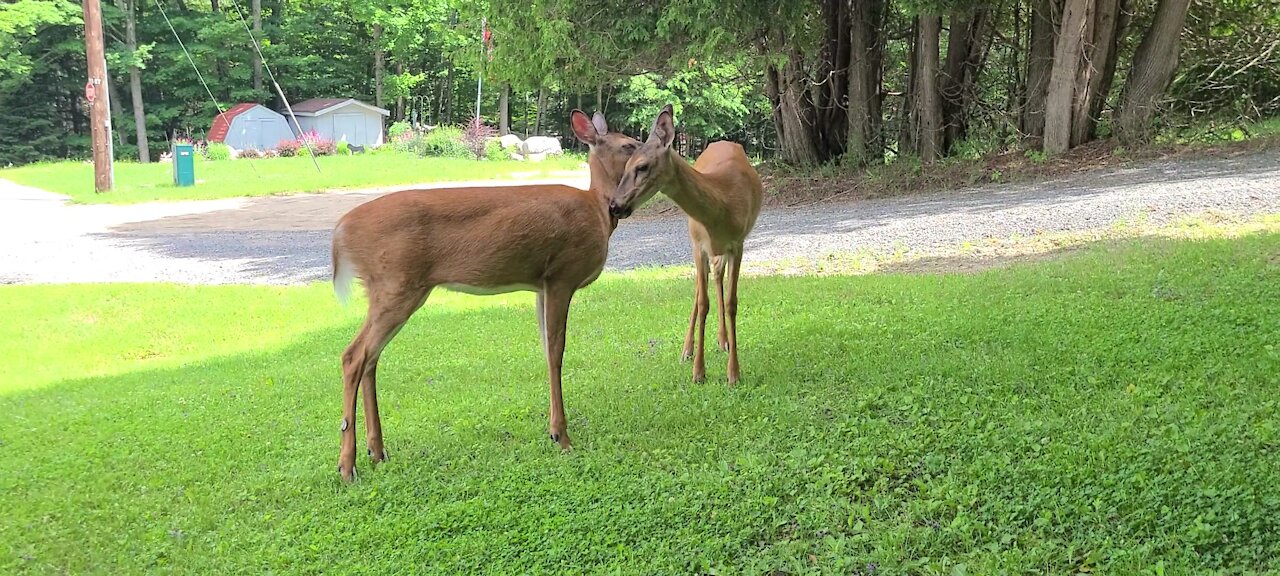 The deer come for the clover