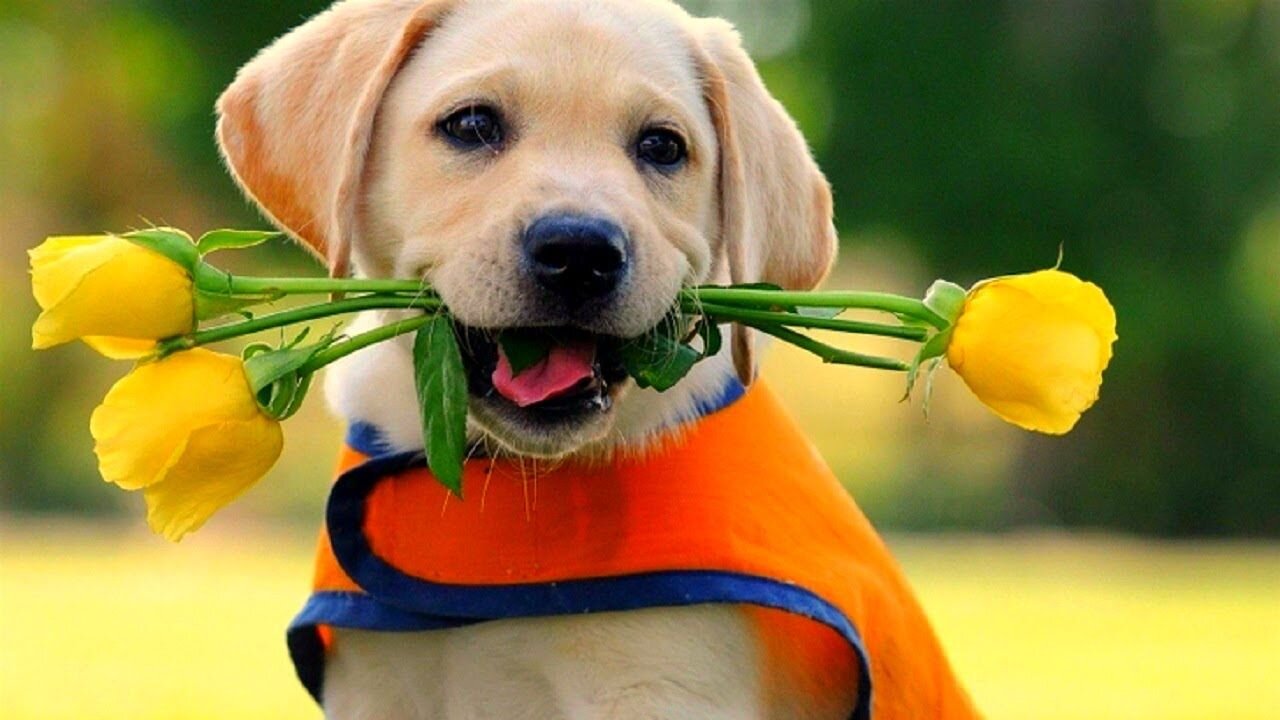 Cute Labrador Puppy Video